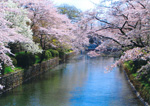 散りゆく春