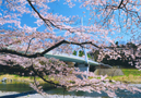 鮎美橋望む