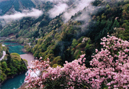 山間に咲く
