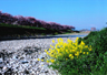 浅川向川原堤