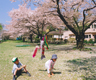 桜の下で