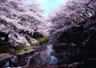 花見日和