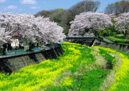 春の色彩