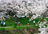 桜咲く遊歩道