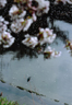 ‚¨‰ÔŒ©ƒJƒƒZƒ~