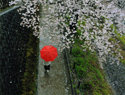 雨の中の散歩