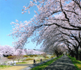 晴天の桜並木