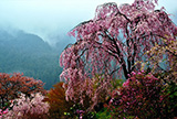 山間のしだれ桜